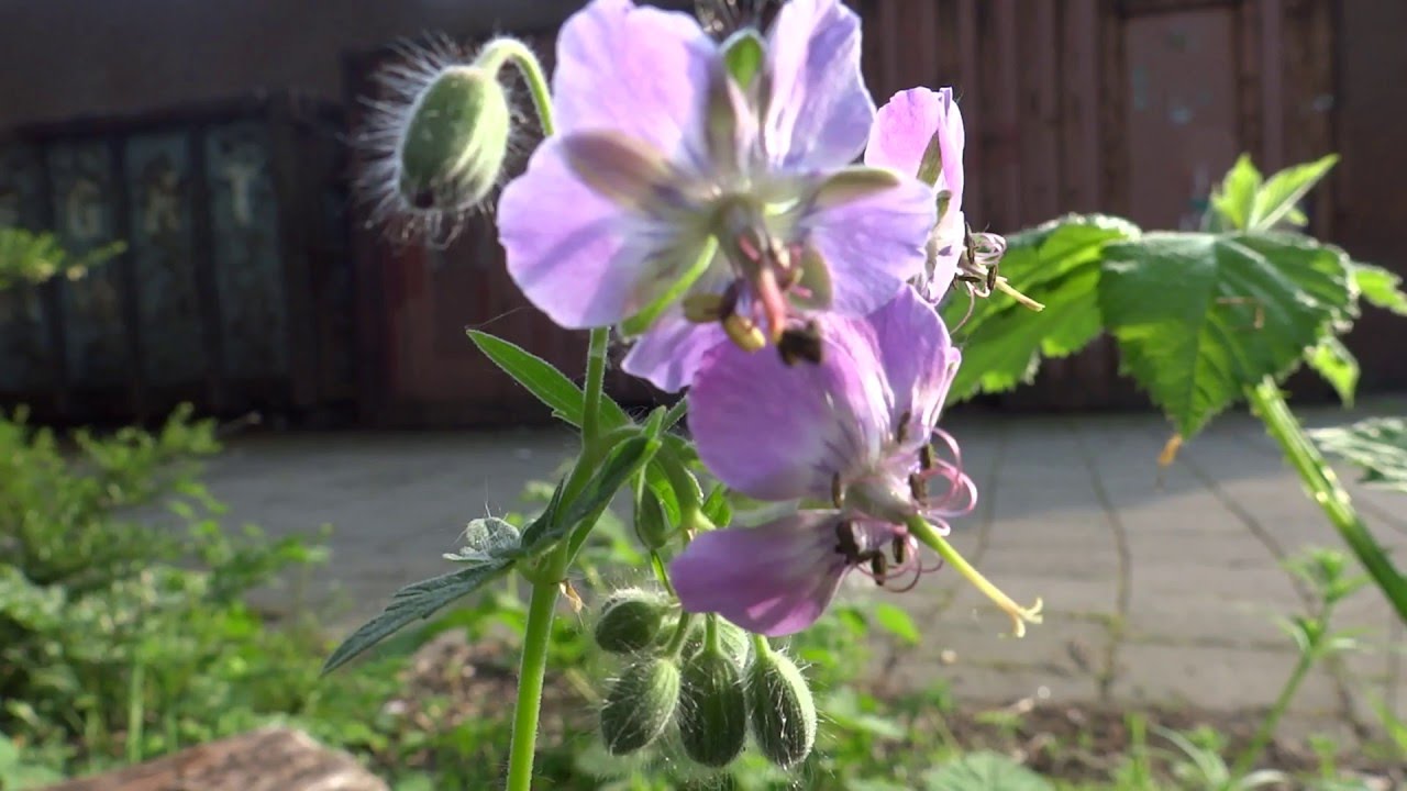 Beemdooievaarsbek (Geranium pratense) - 2016-05-11