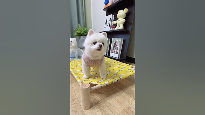 Angry Sigma Dog 🤣🤣 Aayush #funny #funnyshorts  #memes