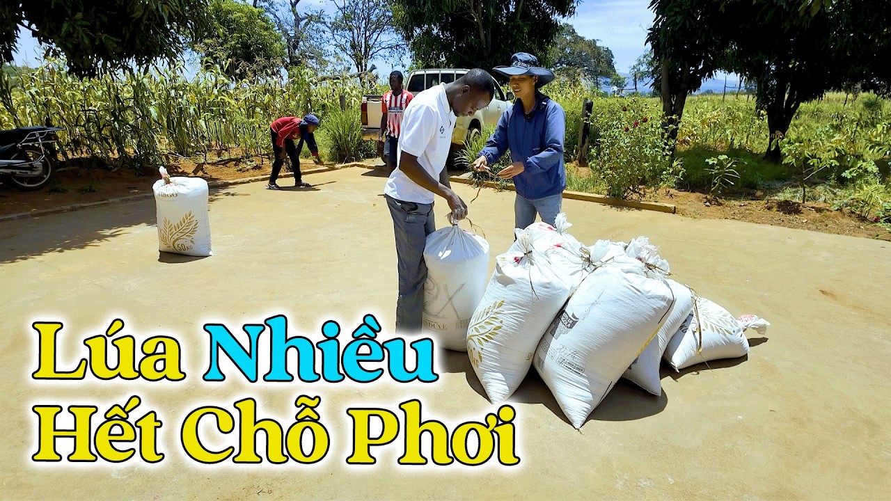 Đông Paulo || Lúa Quá Nhiều Không Còn Đủ Chỗ Phơi, Phải Mượn Thêm Cả Sân Của Tập Thể