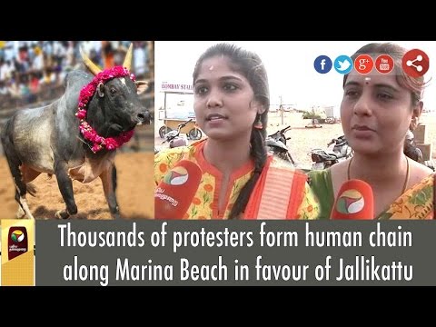 Thousands of protesters form human chain along Marina Beach in favour of Jallikattu