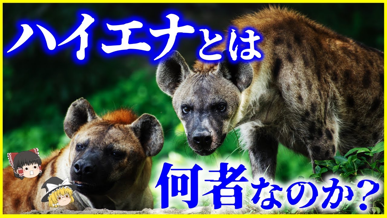 【ゆっくり解説】メスに男性器⁉️「ハイエナ」とは何者なのか?を解説/何故死肉を食べられる?ライオンより狩りの成功率が高い⁉️ - YouTube