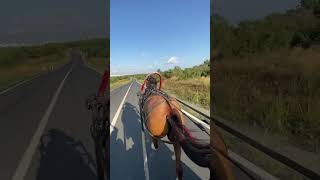 Rüzgarın Oğlu Resimi