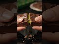 ASMR Dubai Chocolate 🍫✨No Music — Pure Crunch &amp; Wrapper Sounds|#asmr #shotrs @ZiaTingles