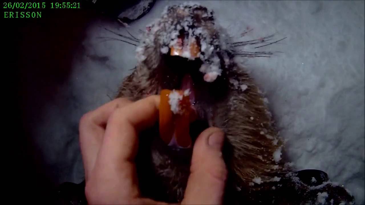 Охота в сибири Бобр эпизод 5 Beaver Hunt
