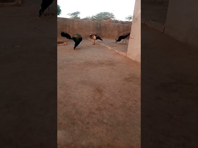 Peacock bird #bird #peacock #thar class=