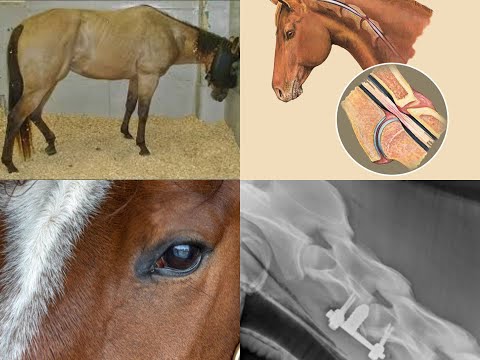 NEUROLOGIC DISEASES IN HORSES