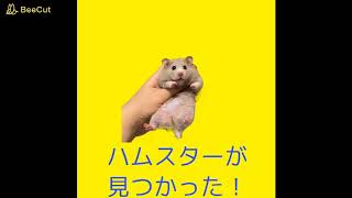 楽譜 ハムスターのリトミック ハムスターをなでる ハムスターが逃げた 追いかける 見つかった エサを食べる ねこ実 ピアノソロ 中級 Piascore 楽譜ストア