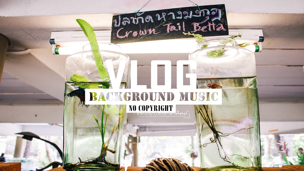 Morning Walk - Jingle Punks (Vlog Background Music) [Free To Use Music]