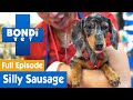 🐶 Silly Dachshund Swallows A Hearing Aid | FULL EPISODE | Bondi Vet