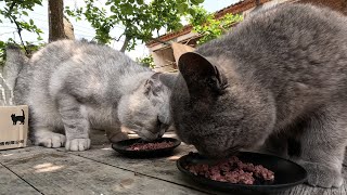 田园生活猫狗相伴，在炎炎夏日的小院，用美食治愈每一个毛孩子