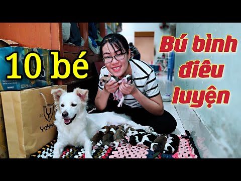 Video: Cách Nuôi Chó Dachshund đang Cho Con Bú
