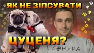 видео: Як не зіпсувати цуценя картинка: Як не зіпсувати цуценя