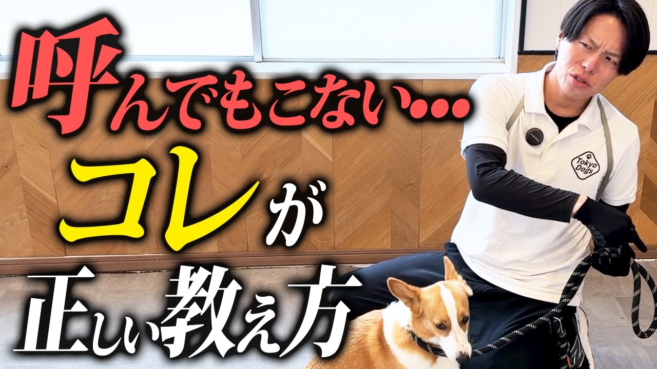 犬の呼び戻しの教え方完全ガイド|呼んでも来ない原因と「おいで」を育てる実践手順を動画で見る