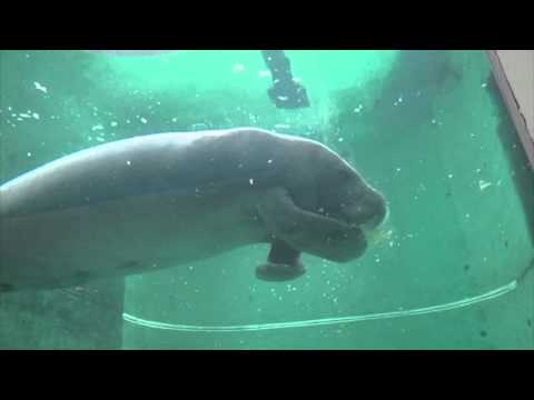 manatee eats cabbage youtube
