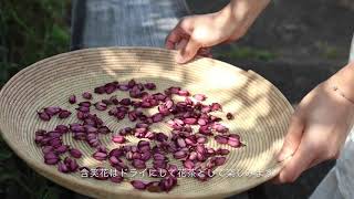 含笑花（カラタネオガタマ）の香りを移す緑茶と白茶作り　flower flavor tea making / hosizukiyo channel