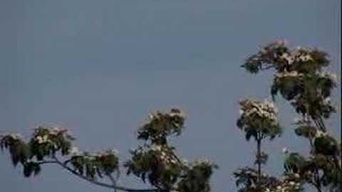 XH-A1 compression test