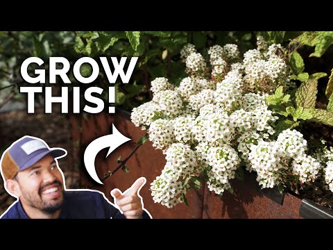 Video: Alyssum marine, or marine lobularia: cultivation, description, photo