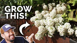 Sweet Alyssum: The Companion Plant You're Probably Not Growing