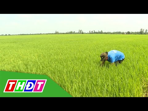 #1 Chăm sóc lúa giai đoạn đòng trổ | Syngenta Thông tin nông nghiệp – 8/8/2021 | THDT Mới Nhất