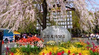 7 famous places for cherry blossoms in central Tokyo, Ueno Park, Shinjuku Gyoen, etc. by Japan Travel Walk 15,966 views 1 month ago 1 hour, 2 minutes