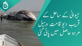 A giant whale was found dead near the coast of Jiwani - Aaj News