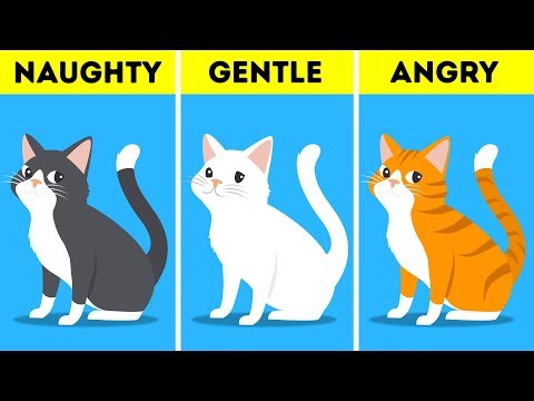 Video: Mutluluk Ve Iyi şanslar Getiren Kedi Renkleri