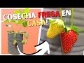 Cosecha fresa en casa  parte 4