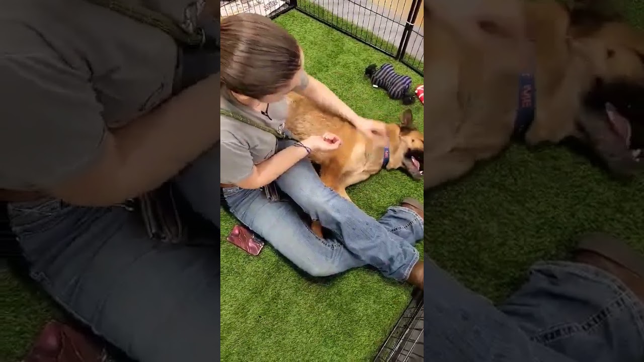 Gods Dogs Rescue- Dakota is ready for his forever playmate!! 