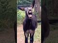 ESSE VÍDEO ESTÁ MUITO BOM 👀🤣 VEJA SÓ #shorts