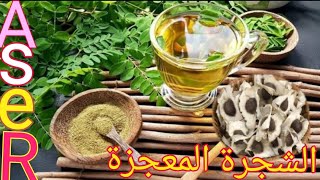 كيف يتم زراعه شجرة المورينجا وفوايدها الرائعه جدا