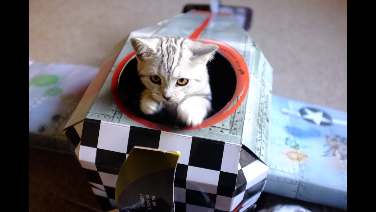  Cats  in a Cardboard Plane  Part 1 Pre flight Checks 
