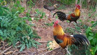 Primitive Technique Of Wild Chicken Trap#1 | The Best Bird Trap Homemade [wild chicken]