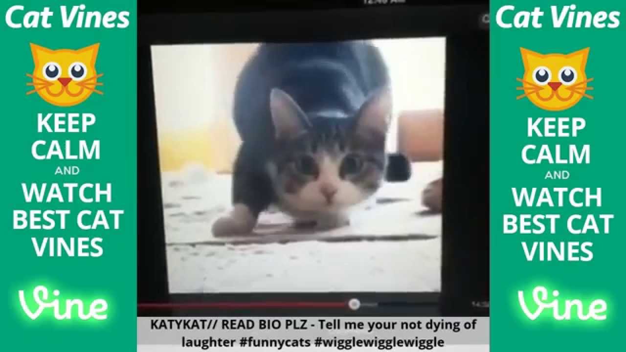funniest videos download Funniest Cat Vines #2 - Updated August 1st, 2015