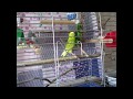 волнистый попугай , Первые дни после магазина