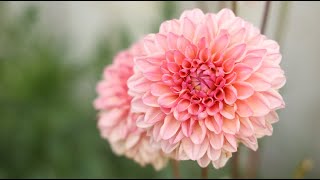 Hollyhill Orange Ice - Dahlia Variety