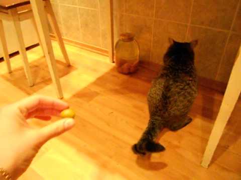 Кот ест оливки=)