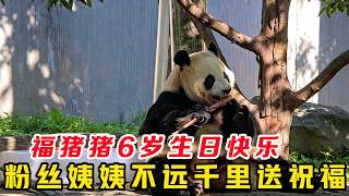 260720001福宝6岁生日快乐，六岁福宝排面炸场！国际顶流实锤，中韩双向偏爱太好哭