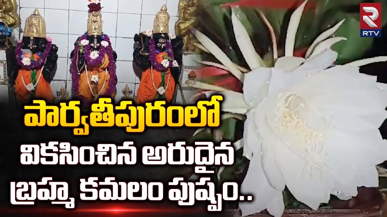 Brahma Kamalam Flower Blooming In Vizianagaram అరుదైన బ్రహ్మ కమలం