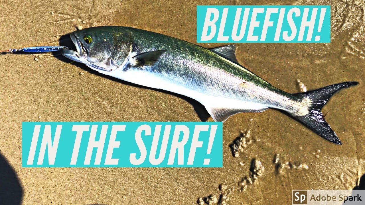 Long Island SURF FISHING FOR BLUEFISH! Mystery Tackle Box Lure