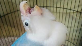 Lovebird paud 4 bulan sudah kelihatan konslet fighter