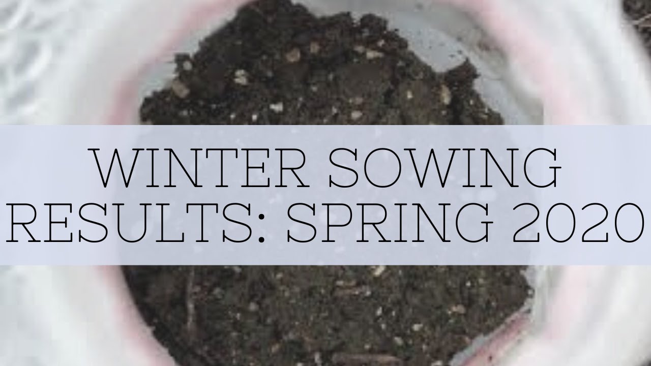 Winter Sowing Results Spring 2020
