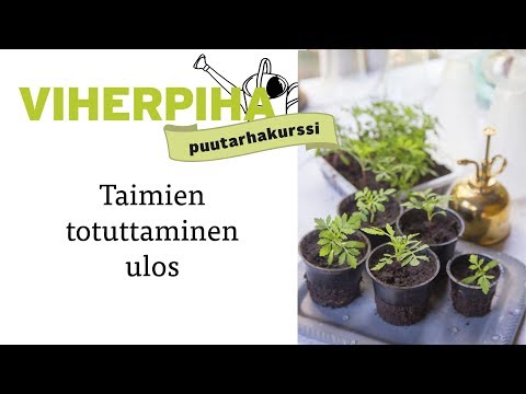 Video: Taimet Vedetään Ulos. Mitä Tehdä?