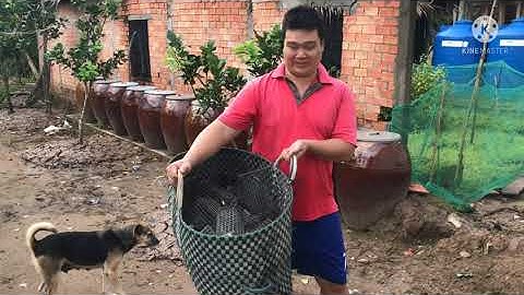 Đi Bẫy Chuột Dừa Và Cái Kết 30 Năm Tuổi Chưa Từng Gặp