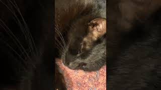 My cat sleeps harder than anyone in the house #sleepycat #sandman #blackcats