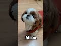 Razón #1 por la que un Shih Tzu es el verdadero rey 👑😂 #shihtzu #humor #perritos