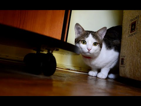 Video: Deschidere Anormală A Diafragmei La Pisici