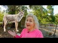 Defending My Chicken Coop From Coyotes Defending My Chicken Coop From Coyotes