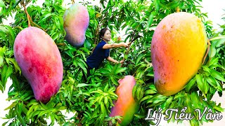 How to harvest Mango & Goes to the market sell  Harvesting and Cooking | Daily Life