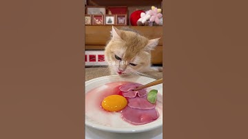 There is soup and meat. #Mengchong debut plan #immersion #eater #raw meat #pet eats broadcast