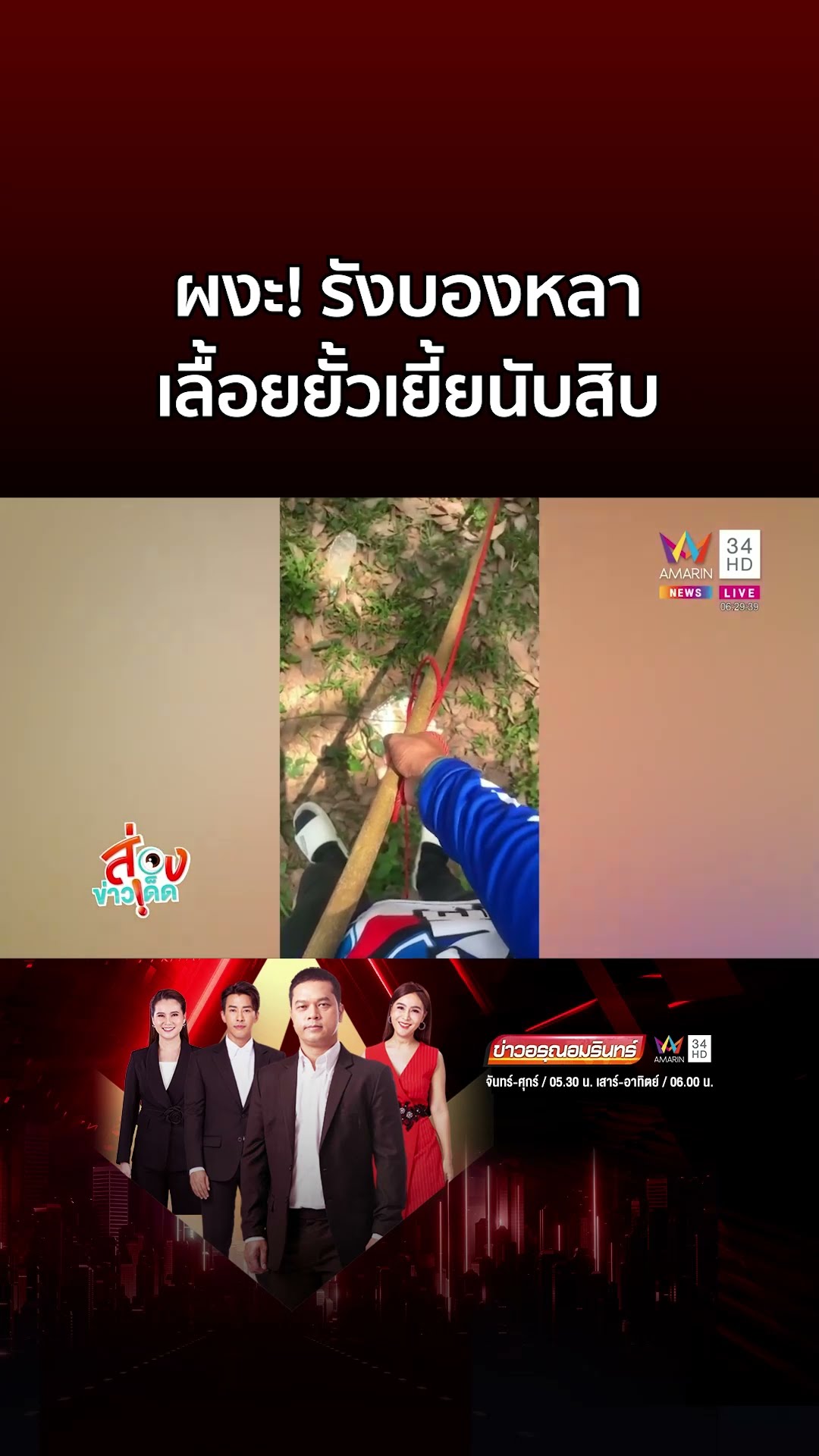 สะพรึง! รังบองหลาในสวนยางพารา เลื้อยยั้วเยี้ยนับสิบ  | ข่าวอรุณอมรินทร์